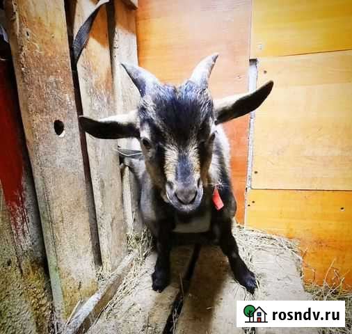 Камерунские козочка и козлик (др 03.08.2021) Обнинск - изображение 1