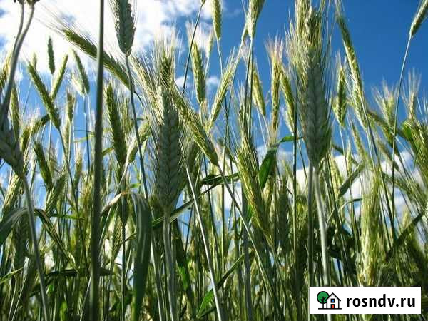 Рожь Семена фураж Сарапул - изображение 1