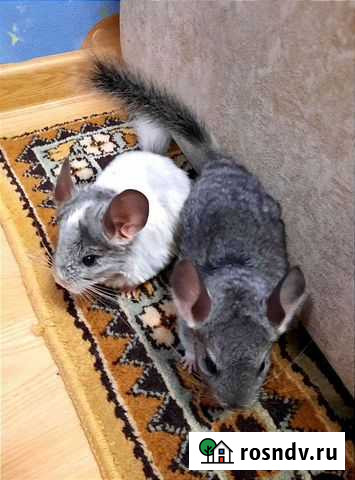 Шиншилла Пенза - изображение 1