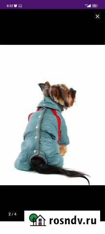 Одежда для собак мелких пород Верхняя Пышма - изображение 1