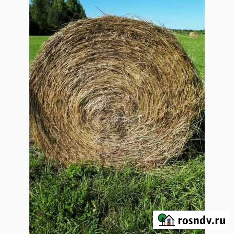 Продам сено Ленинск-Кузнецкий - изображение 1