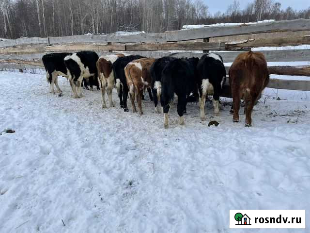 Бычки Нефтекамск - изображение 1