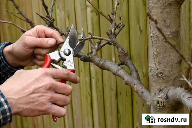 Обрезка деревьев Анна - изображение 1