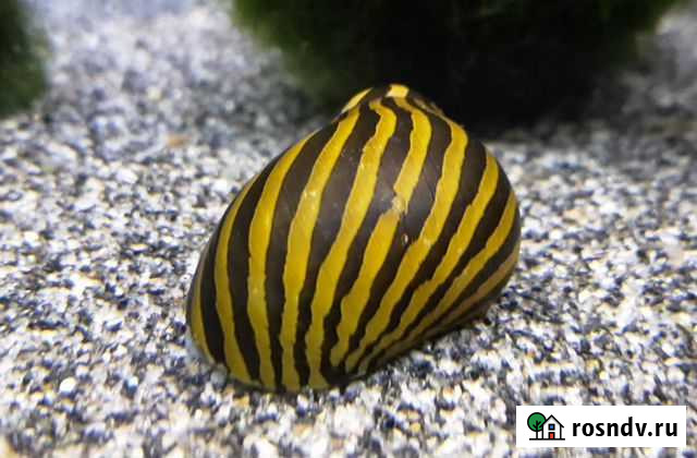 Улитки неритина зебра Волгодонск - изображение 1