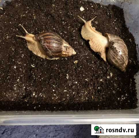 Улитки ахатины бесплатно Москва - изображение 1