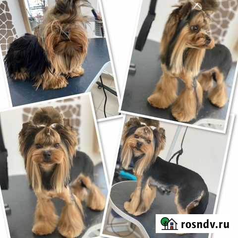 Стрижка и уход за животными Нижний Новгород - изображение 1