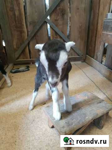 Козлята ламанча Волжский - изображение 1