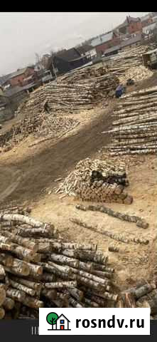 Береза колотая Калуга - изображение 1