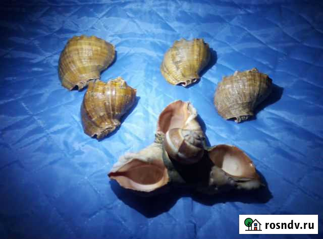 Морские ракушки Нижний Новгород - изображение 1