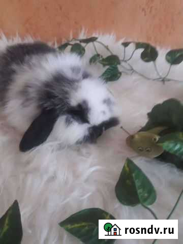 Декоративные вислоухие крольчата Омск - изображение 1