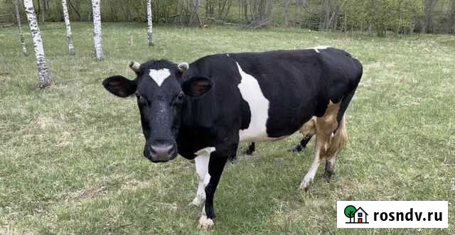 Корова стельная 5-м теленком Ртищево - изображение 1