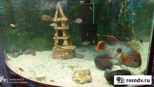 Аквариум Вилючинск - изображение 1