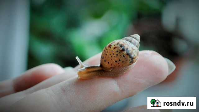 Маленькие Улитки ахатины даром Нижний Новгород - изображение 1