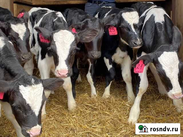 Бычки Ленинск - изображение 1