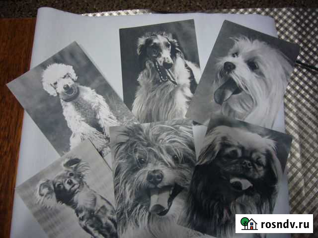 Собаки - открытки черно-белые - 1968 Оренбург - изображение 1