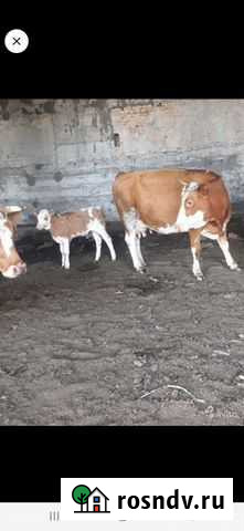 Коровы Быки на мясо Черногорск - изображение 1