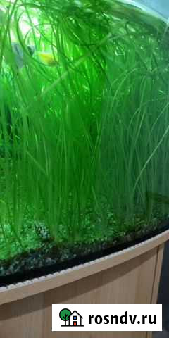 Валиснерия.Водоросли Волгодонск - изображение 1