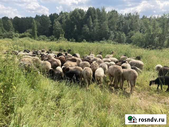 Бараны Гостилицы - изображение 1