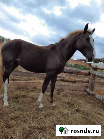 Жеребец Минусинск - изображение 1