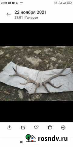 Рога оленя Липецк - изображение 1