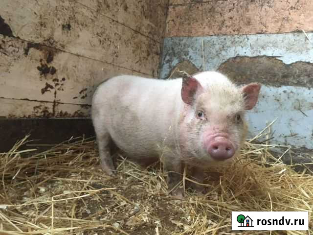 Вьетнамский поросёнок Новокузнецк - изображение 1