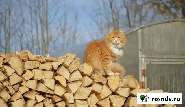 Дрова разных пород Ижевск - изображение 1