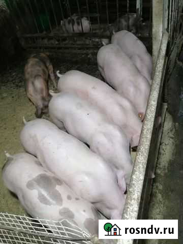 Поросята Йоркшир, Пьетрен Калачинск - изображение 1