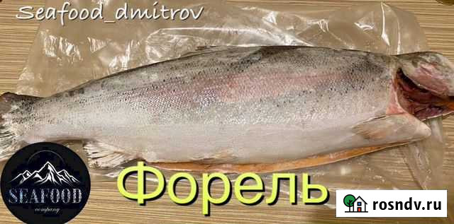 Форель карельская Запрудня - изображение 1