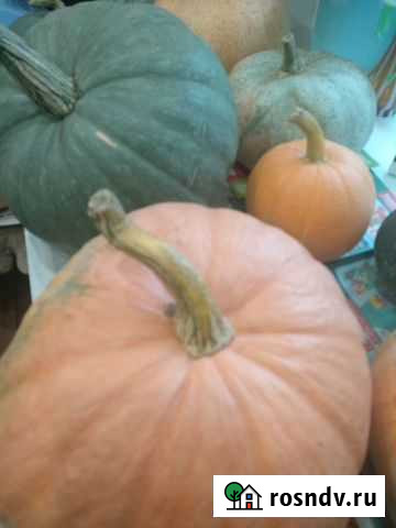Тыква (урожай 2021 года) Лобня - изображение 1