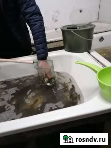 Живец плотва Вологда - изображение 1