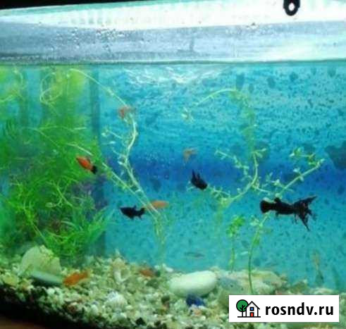 Аквариум Курск - изображение 1