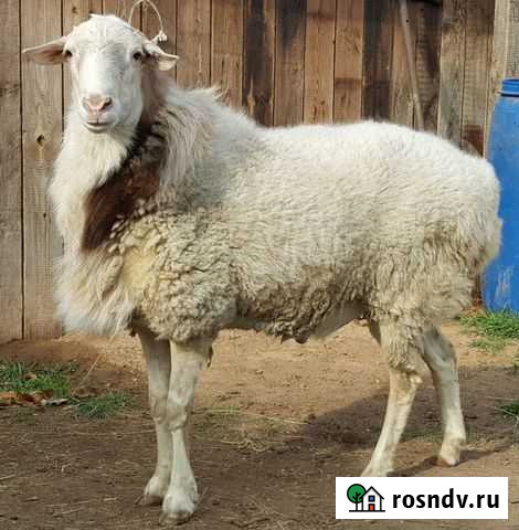 Продам барана Оренбург - изображение 1