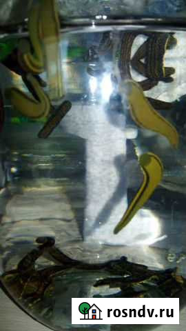 Пиявки медицинские сертификат Пермь - изображение 1