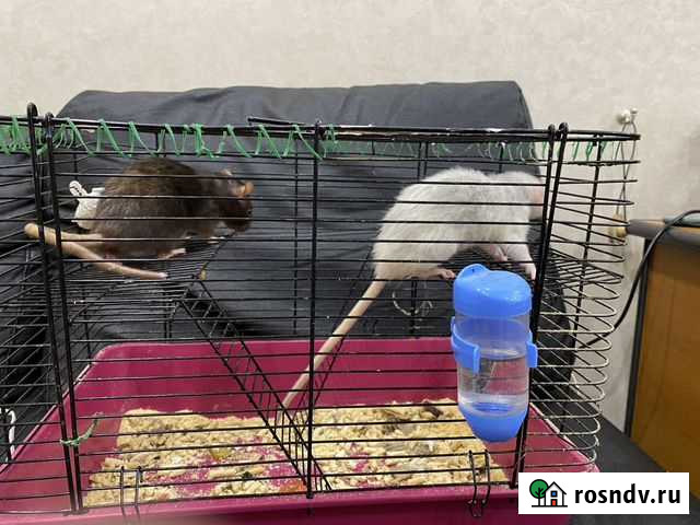 Крысы с клеткой бесплатно Самара - изображение 1