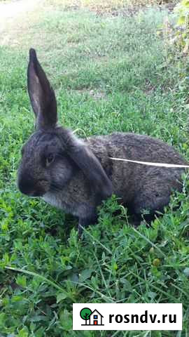 Кролики Бузулук - изображение 1