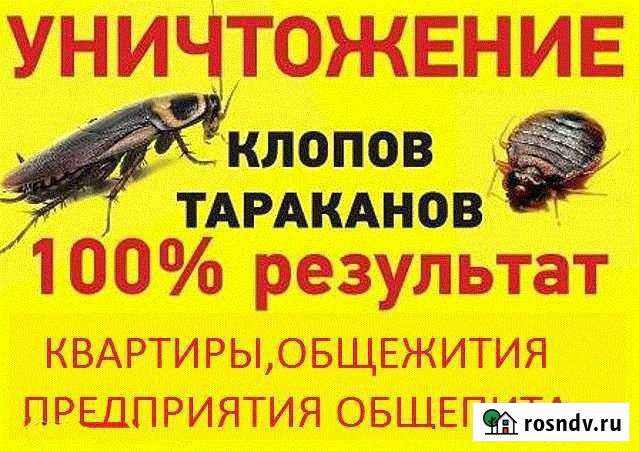 Уничтожение тараканов, клопов Брянск - изображение 1