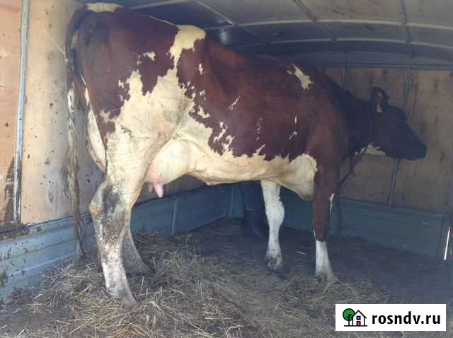 Коровы овцы кони куры гуси Коржевский - изображение 1