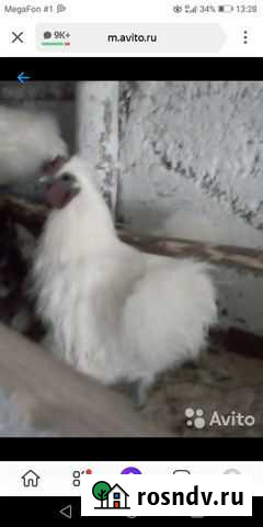 Куры Кемерово - изображение 1