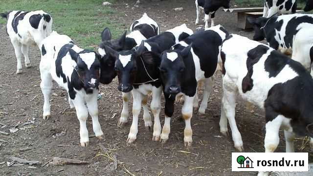 Бычки Зырянское - изображение 1