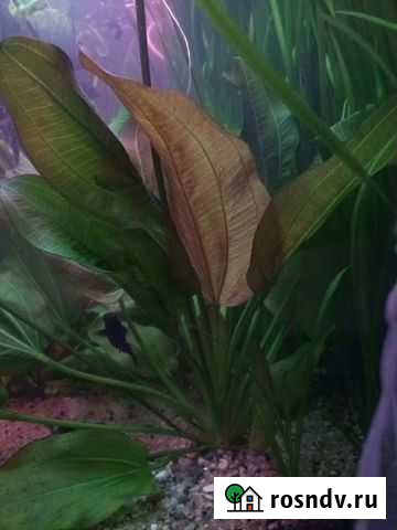 Аквариумные растения Шахты - изображение 1