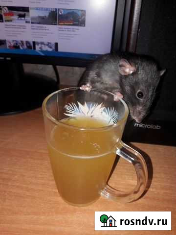 Крыса девочка Билимбай - изображение 1