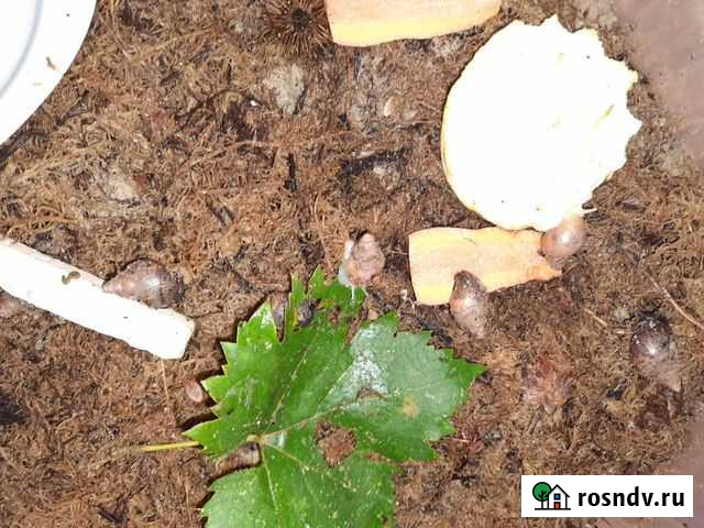 Улитки ахатины бесплатно Романовская - изображение 1