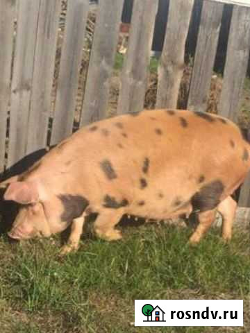 Поросенок ландрас Навашино - изображение 1