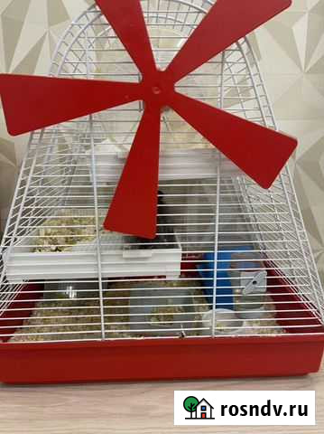 Сирийский хомяк с клеткой Мурманск - изображение 1