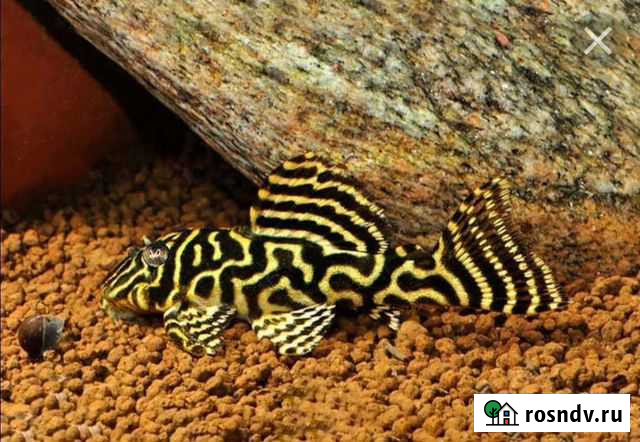 L-Сомы. Номерные сомы. стуристомы. также другие ин Нижний Новгород - изображение 1