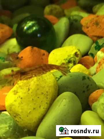 Креветки Вишня Красногорск - изображение 1