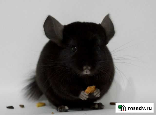 Шиншиллы из питомника Майский - изображение 1