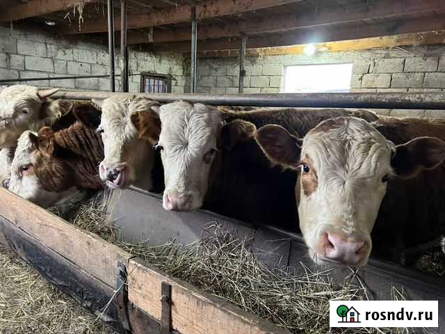 Бычки 15 голов Нарткала - изображение 1