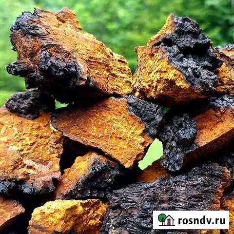 Чага березовая Шадринск