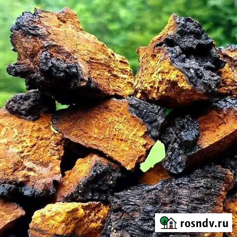 Чага березовая Шадринск - изображение 1